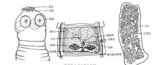 为何牛肉可以吃3分熟猪肉却绝对不可以？